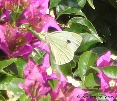 Butterfly on bougainvillea In my Garden Loutraki Greece Photo Greeker than the Greeks